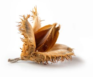 Aromatische Räucherchips, HENDI, Buche